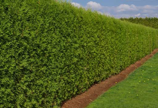 hedge hedge cutting service