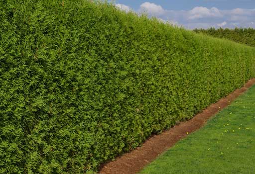 hedge cutting service