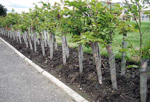 tree planting service