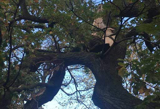 pruning a tree