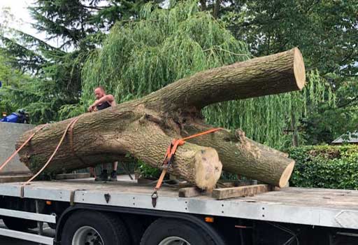 tree-felling